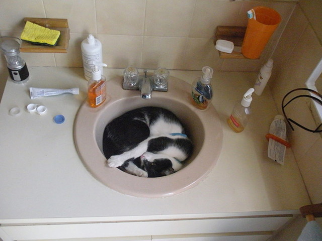 Des chats dans des bocaux - 4