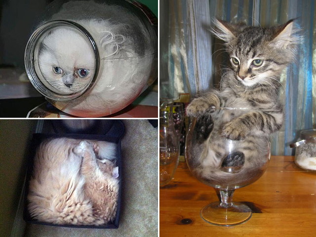 Des chats dans des bocaux - 5