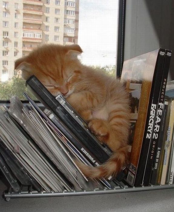 Des images de chats trop mignons - 13