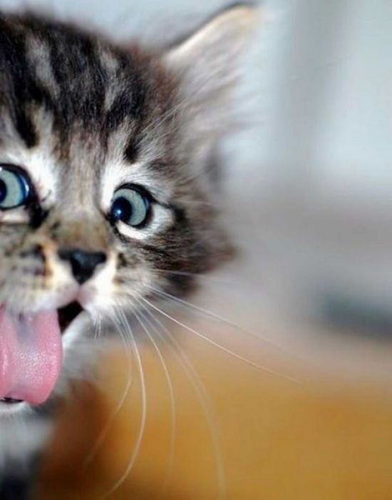 Des images de chats trop mignons - 15