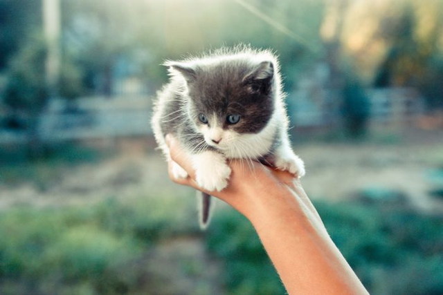 Des images de chats trop mignons - 23