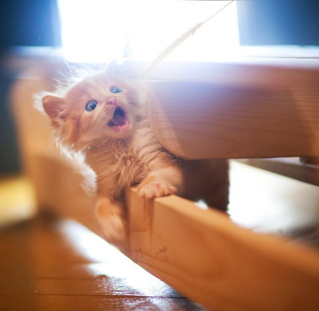 Des images de chats trop mignons - 24