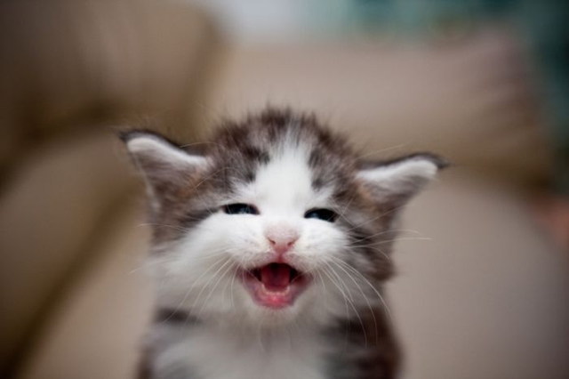 Des images de chats trop mignons - 5