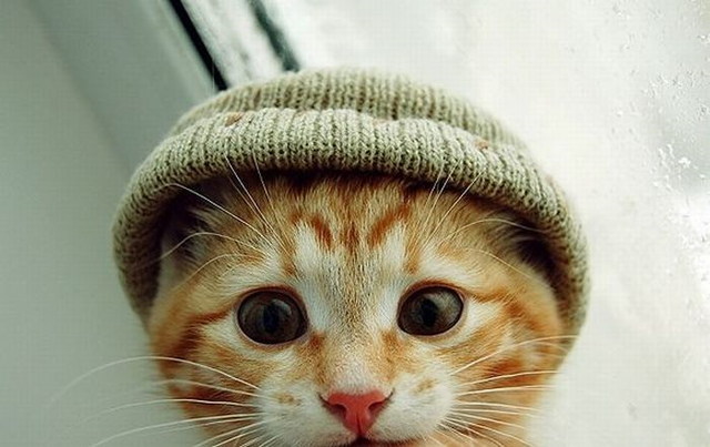 Des images de chats trop mignons - 8