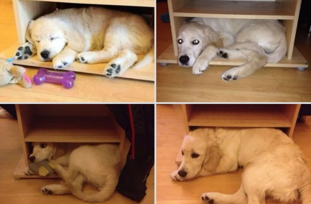 animaux-compagnie-grandissent - 12