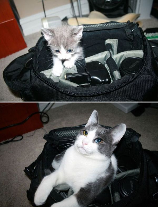 animaux-compagnie-grandissent - 2