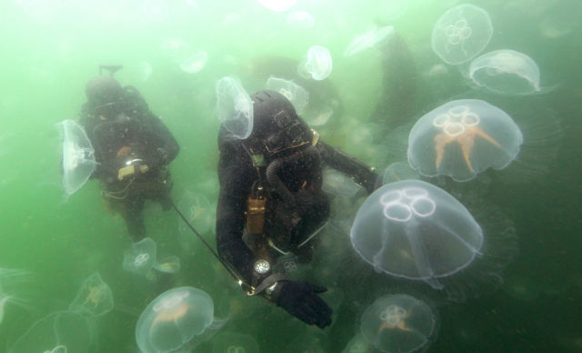 forces-speciales-monde (Forces Spciales Allemandes)