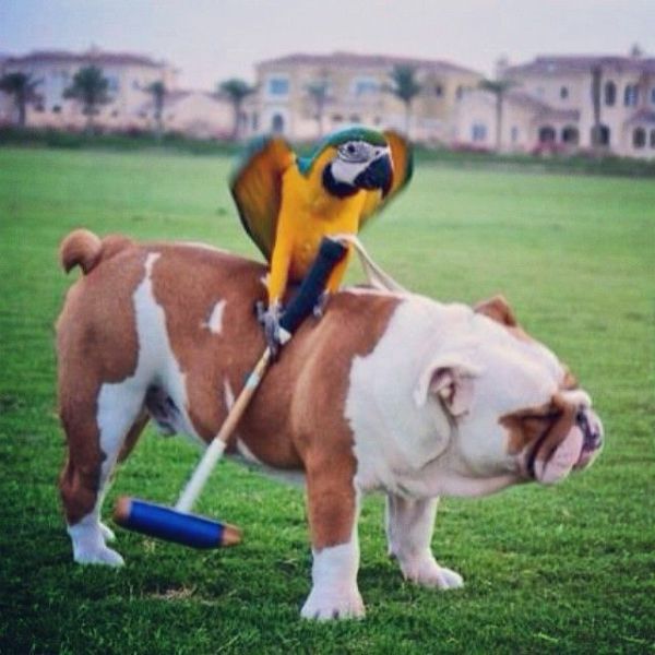 Des photos toujours plus folles - 23