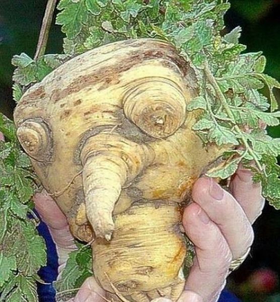 Des lgumes trop rigolos - 28