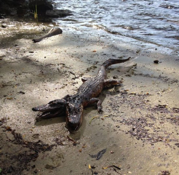 Des photos qui craignent - 21