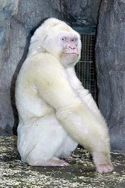 Des animaux albinos - 1