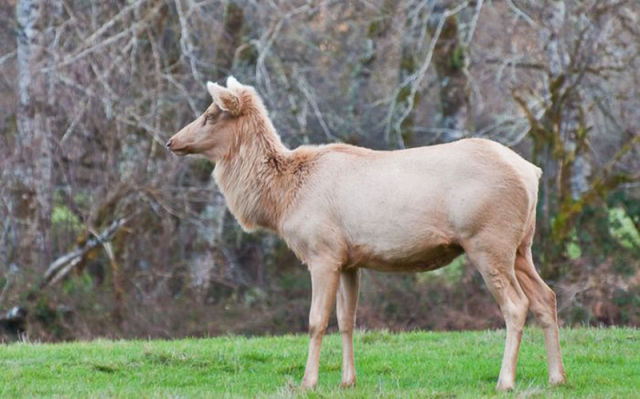 Des animaux albinos - 15