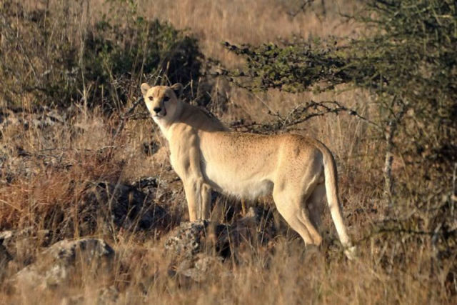 Des animaux albinos - 17