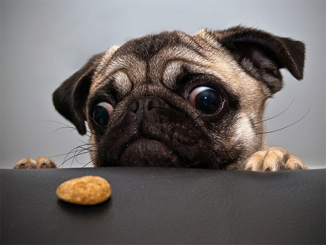 Des animaux qui louchent - 1