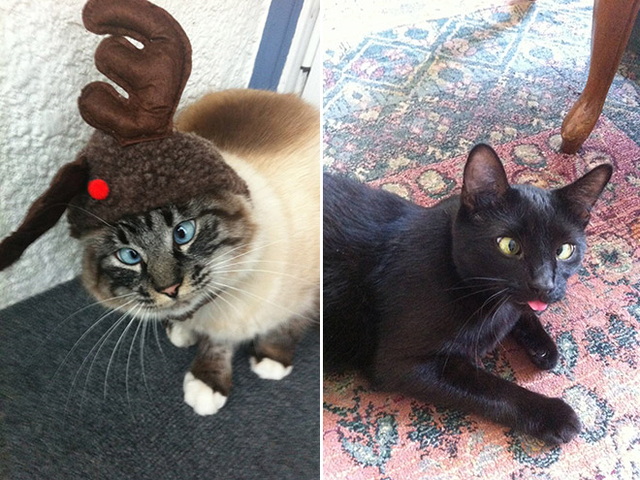 Des animaux qui louchent - 10