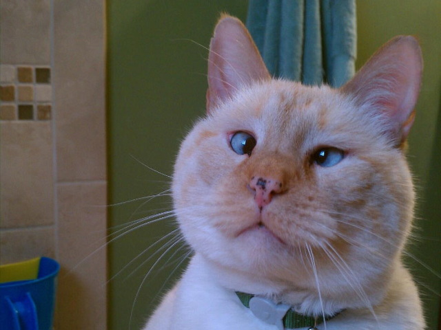 Des animaux qui louchent - 13