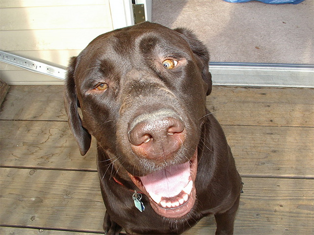 Des animaux qui louchent - 7