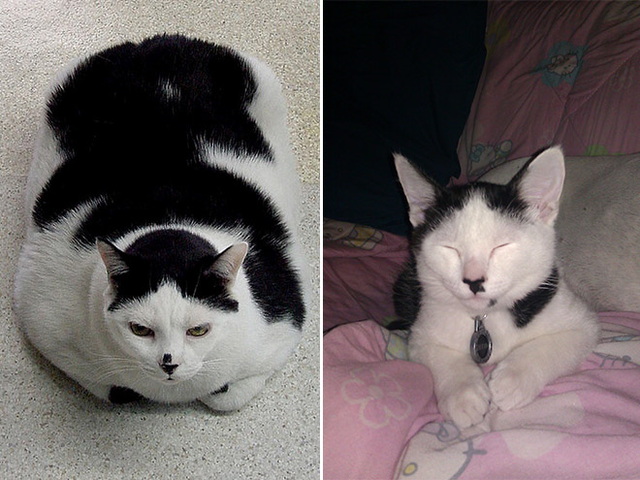 Chats ressemblent à hitler - 14