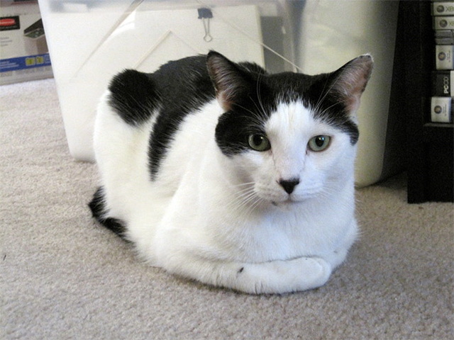 Chats ressemblent à hitler - 16