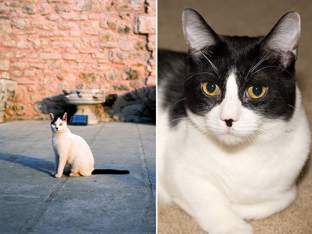 Chats ressemblent à hitler - 19