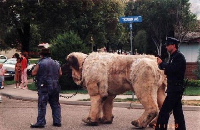 coulisses films cultes (The Beast from The Sandlot)