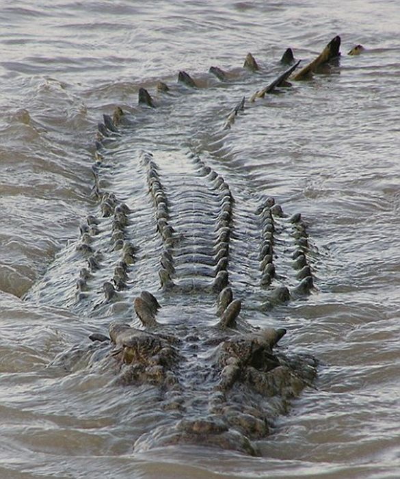 Un crocodile impresionnant - 1