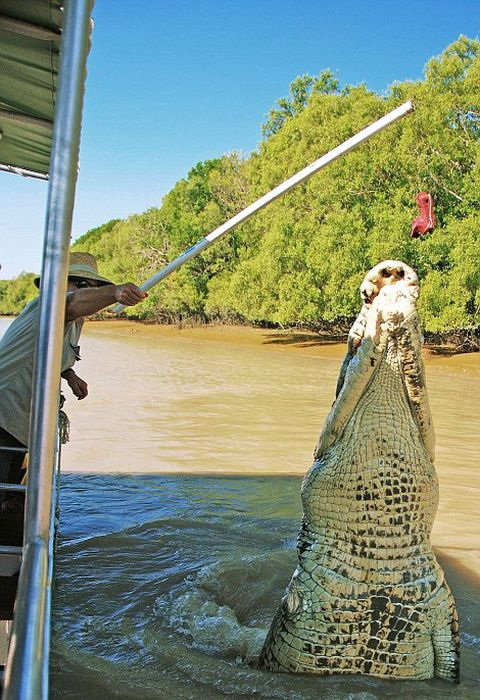 Un crocodile impresionnant - 4