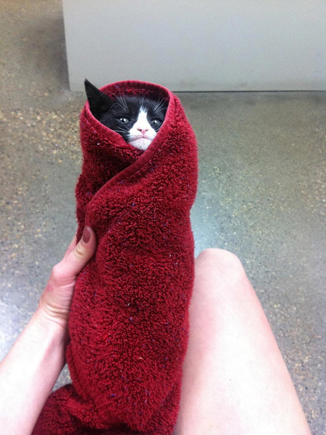 purrito chat - 9