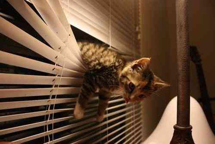 Des chats et des stores - 1