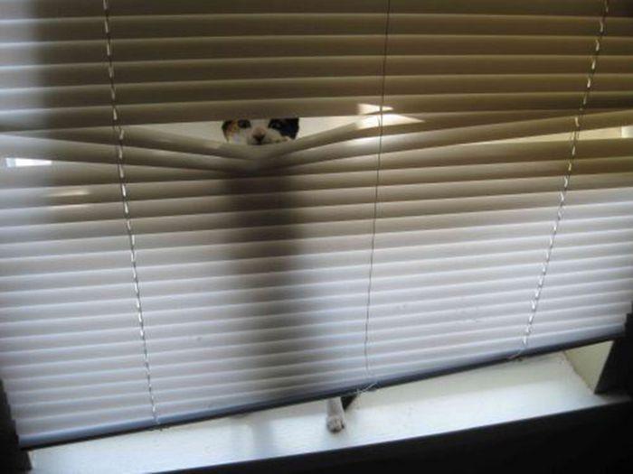 Des chats et des stores - 10