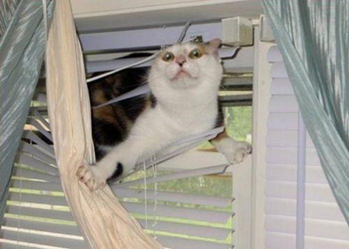 Des chats et des stores - 16