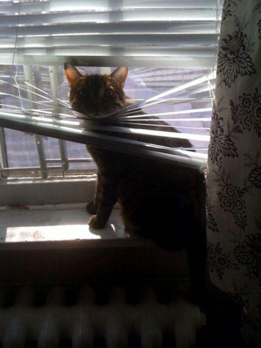 Des chats et des stores - 18