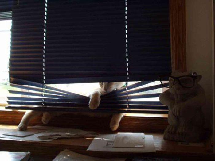 Des chats et des stores - 2