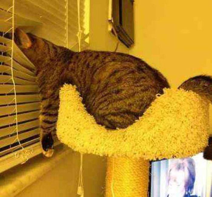 Des chats et des stores - 4