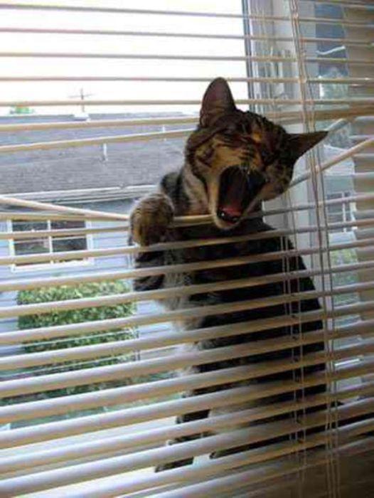 Des chats et des stores - 5