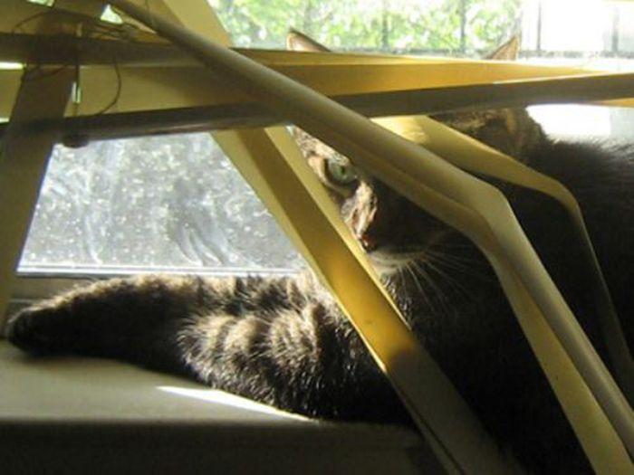 Des chats et des stores - 6