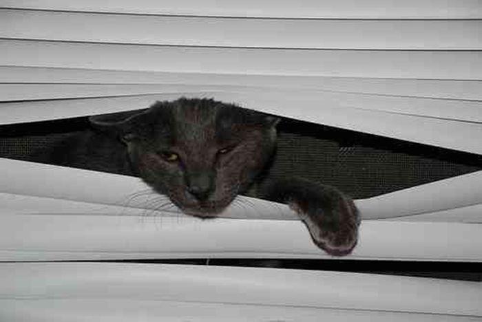 Des chats et des stores - 7