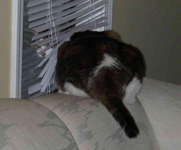 Des chats et des stores - 8