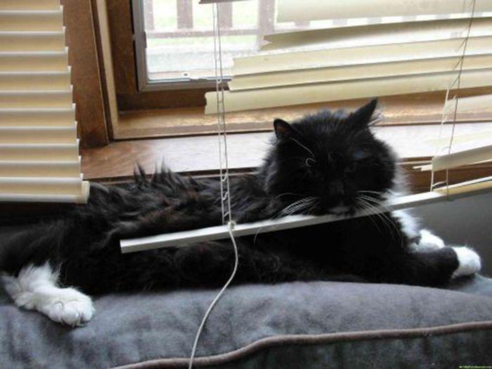 Des chats et des stores - 9
