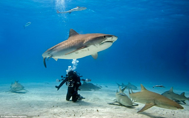 Requin qui vole un appareil photo - 1