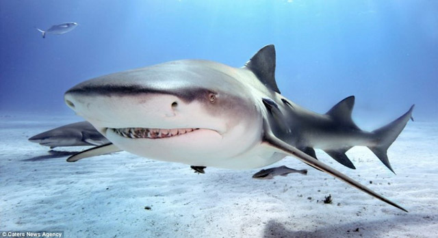 Requin qui vole un appareil photo - 2