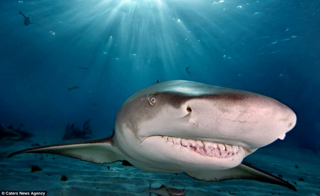 Requin qui vole un appareil photo - 3