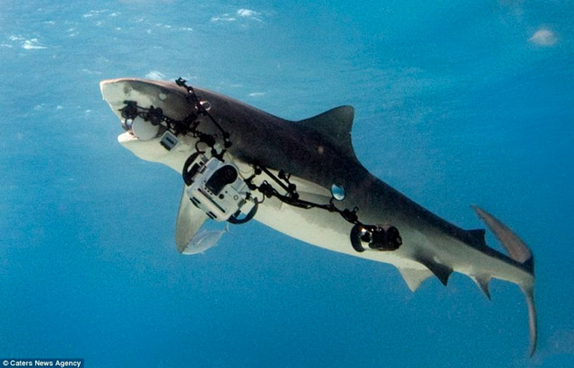 Requin qui vole un appareil photo - 5