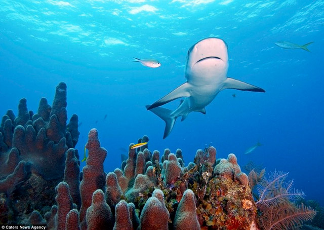 Requin qui vole un appareil photo - 6