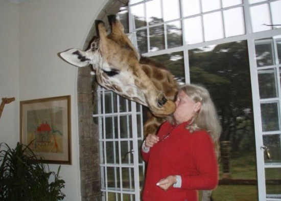 Photos rigolotes d'animaux et de femmes - 17