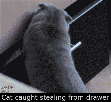 Des chats trop rigolos - 1