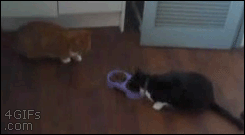 Des chats trop rigolos - 10