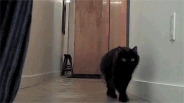 Des chats trop rigolos - 11