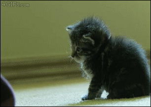 Des chats trop rigolos - 12