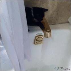 Des chats trop rigolos - 13